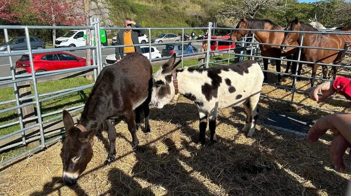 feria-agricola-ganadera-artesana-la-arboleda-2025