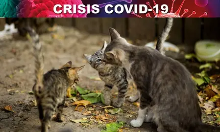 La comida ha de darse a los gatos en horas de poco afluencia de personas