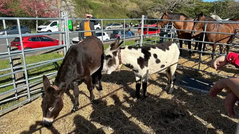 feria-agricola-ganadera-artesana-la-arboleda-2025