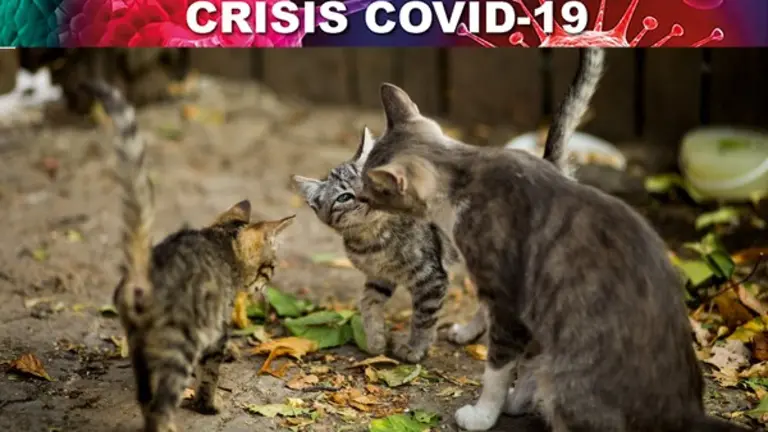 La comida ha de darse a los gatos en horas de poco afluencia de personas
