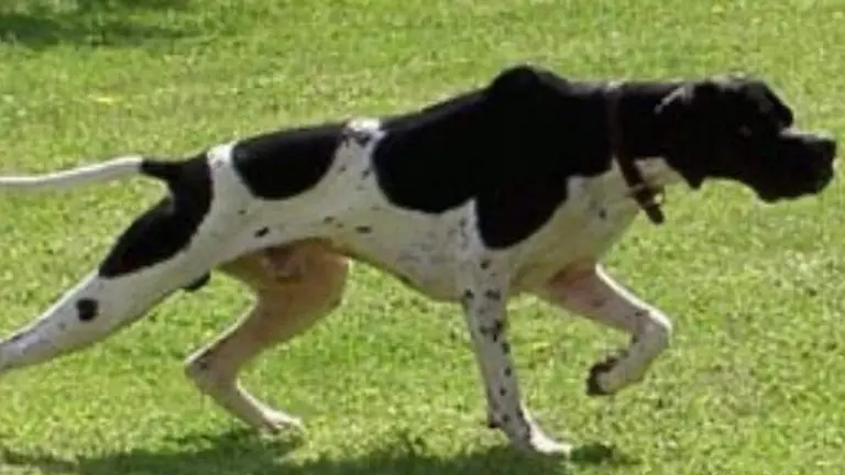 campeonato-perros-muestra-trapagaran